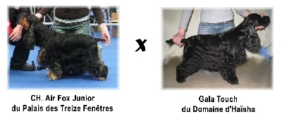 de Mazamé - Prochaine portée