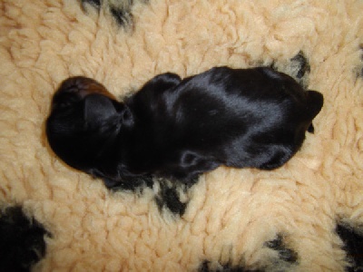 de Mazamé - Naissance