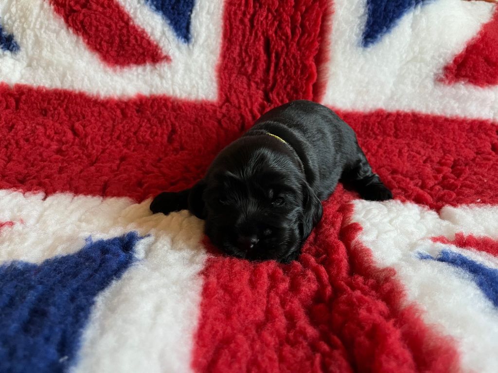 de Mazamé - Chiots disponibles - Cocker Spaniel Anglais