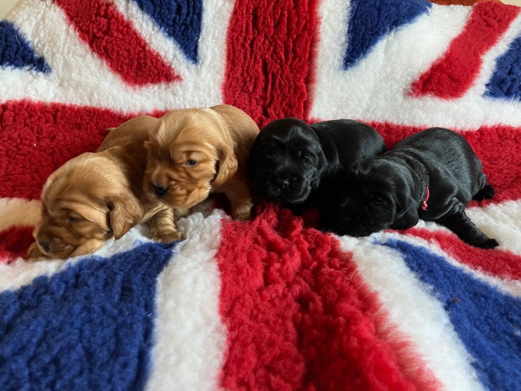 Chiot Cocker Spaniel Anglais de Mazamé